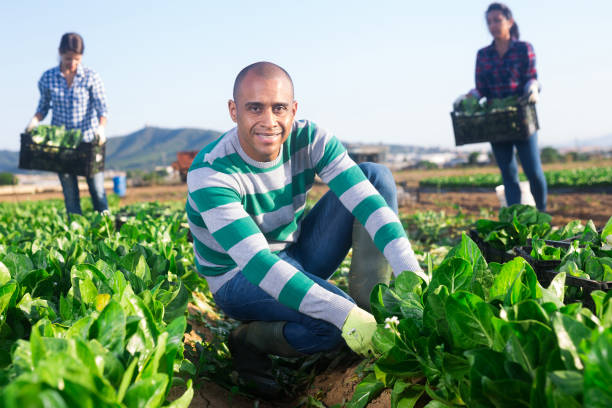istock Farmer and his assistant harvesting ripe mangold on plantation 1349803005