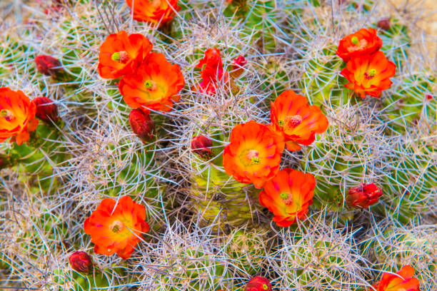 istock Mojave Mound Cactus Close up of Blooms. 1349803027