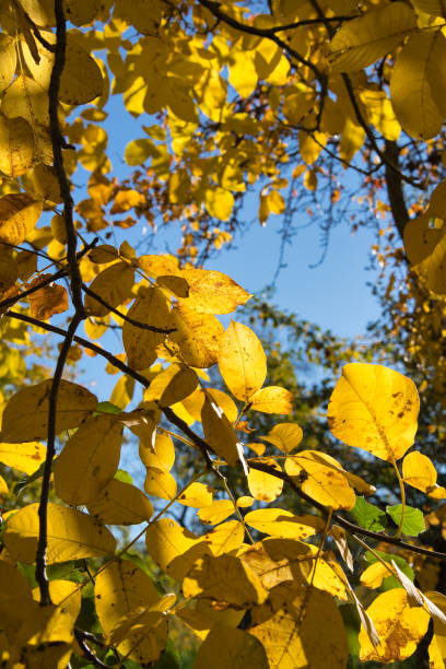 istock Selective Soft Focus. trees with bright colorful leaves against a sunny light blue sky. Autumn background. 1349803658