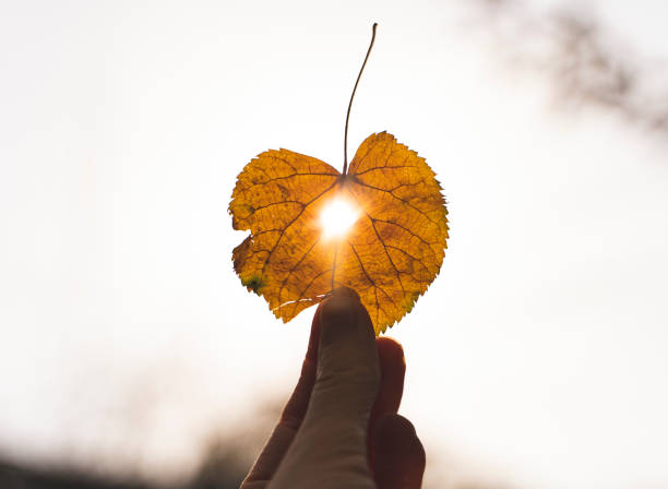 istock Yellow dry leaf in hand with sun shining through it 1349803819