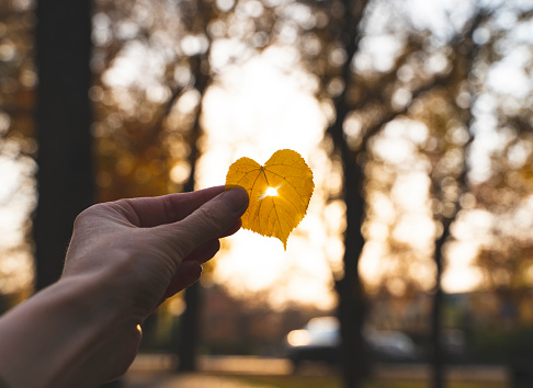 Yellow heart shaped leaf in a hand with sun shining through it.