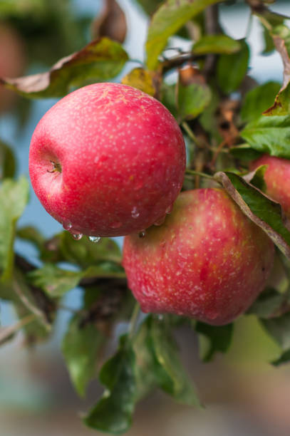 istock Close-up of red apples on a branch 1349803944