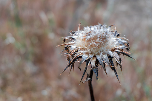 Dry thistle flower, on a summer day.