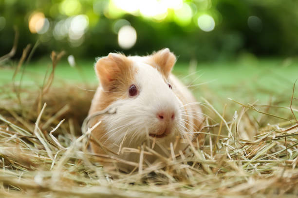 istock Cute funny guinea pig and hay outdoors, closeup 1349805723