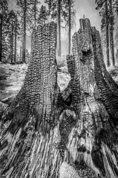 Burnt Ponderosa Pine Stump.