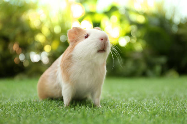 istock Cute guinea pig on green grass in park 1349807017