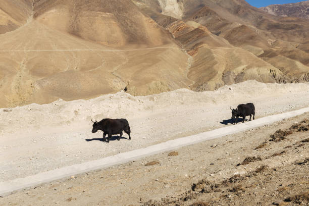 istock Two dzo are walking along the road 1349807020