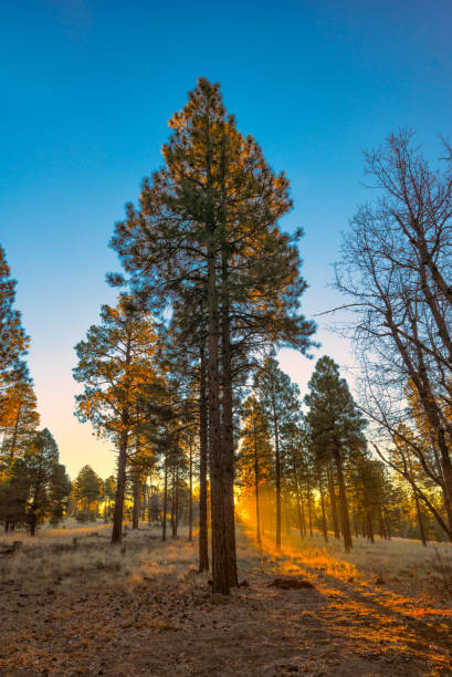 nascer do sol no observatório do umbigo, flagstaff az #3. - city of sunrise sunrise tree sky - fotografias e filmes do acervo