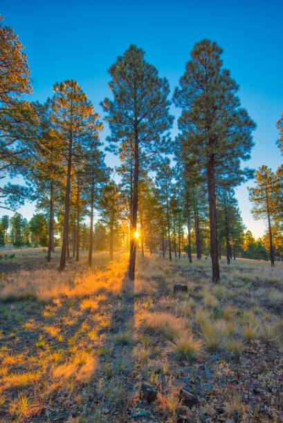 sonnenaufgang am navel observatory, flagstaff az. - city of sunrise sunrise tree sky stock-fotos und bilder