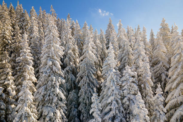 istock Pine trees covered with fresh fallen snow in winter mountain forest on cold bright day. 1349807839
