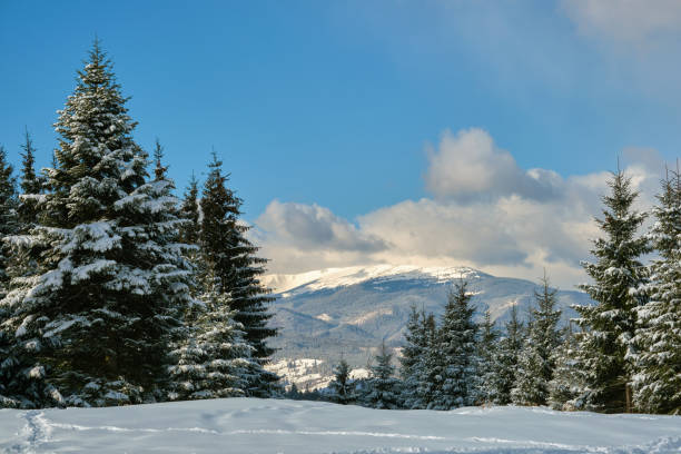 istock Pine trees covered with fresh fallen snow in winter mountain forest on cold bright day. 1349807863