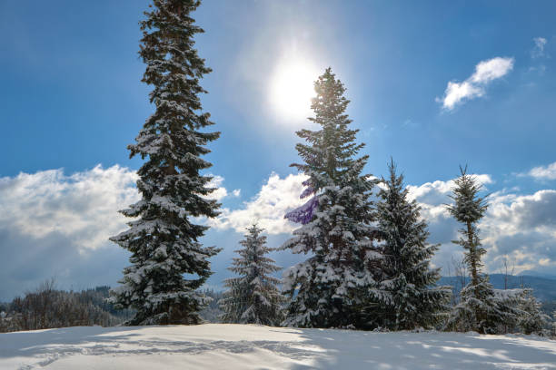 istock Pine trees covered with fresh fallen snow in winter mountain forest on cold bright day. 1349807871