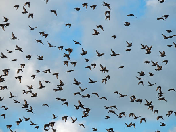 A flock of starlings, Sturnus vulgaris, against a blue sky on the Danish North Sea coast stock photo