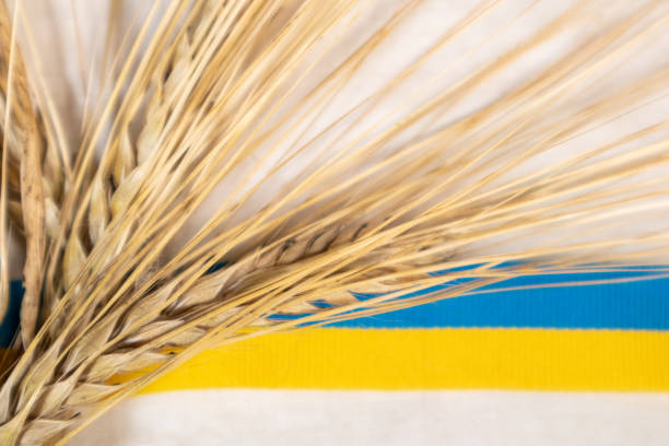 白い上にウクライナのリボンと金の小麦のシーフ - blur band ストックフォトと画像