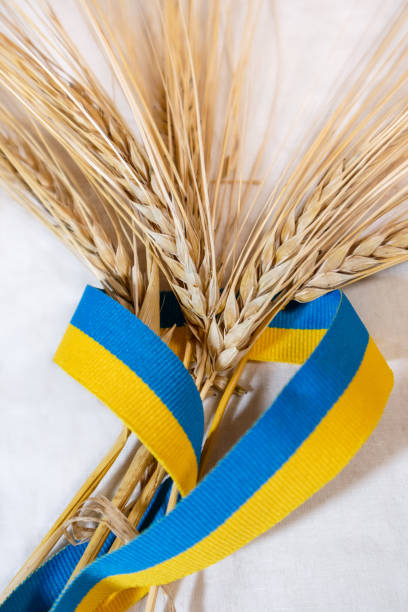 золотые пшеничные шипы с украинской лентой на белом - blur band стоковые фото и изображения
