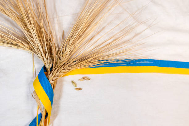 золотой пшеничный сноп с украинской лентой на белом - blur band стоковые фото и изображения