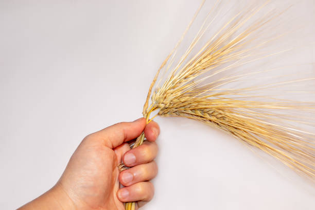 istock Hand holding wheat barley close-up on gray 1349808130