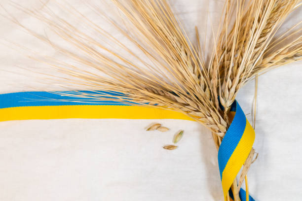 золотые пшеничные шипы с украинской лентой на белом - blur band стоковые фото и изображения