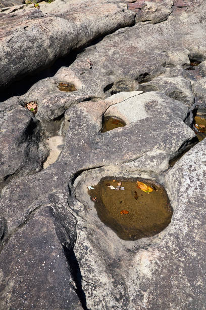 istock Pool of Water Leaves. 1349808335
