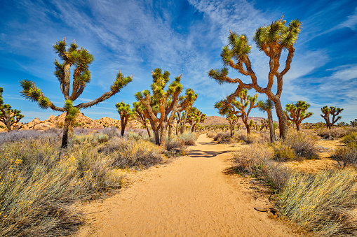This is a photograph of a scenic road lined with Joshua trees growing in the Mojave desert landscape of the California national park in spring.