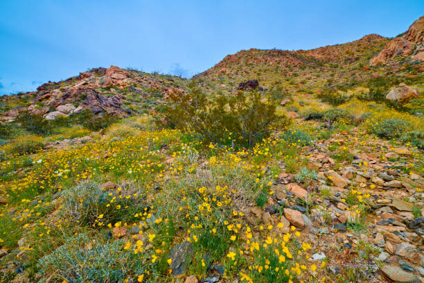 istock Super Bloom at Joshua Tree National Park. 1349808521