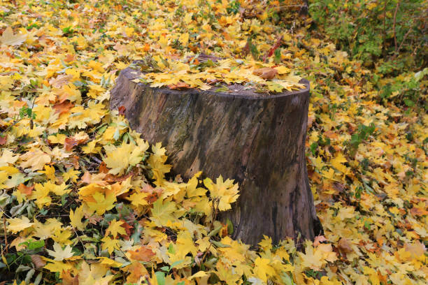 istock tree stump in autumn park 1349808595