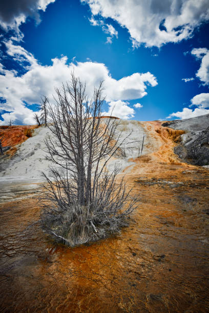 istock Dead tree at Mammoth Hot Springs at Yellowstone National Park. 1349808627