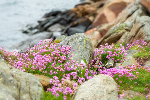 Springtime Sea Thrift flowers in bloom