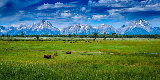 istock Bison grazing at Grand Teton National Park. 1349809373