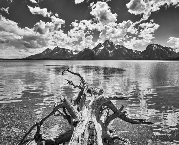 arbre mort tombé sur le bord du lac jackson avec la chaîne de montagnes grand teton. - waters edge lake beach tree photos et images de collection
