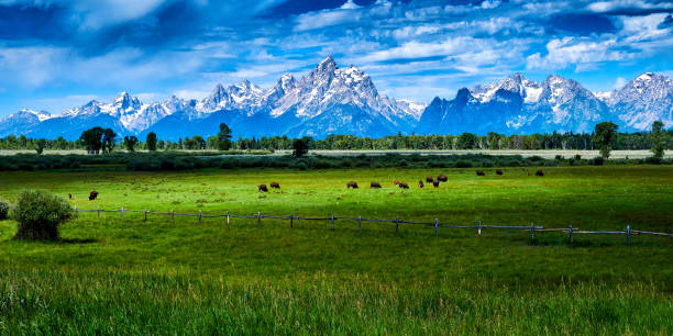 istock Bison grazing at Grand Teton National Park. 1349809376