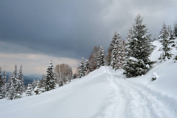 istock Moody landscape with footpath tracks and pine trees covered with fresh fallen snow in winter mountain forest on cold gloomy evening. 1349809503