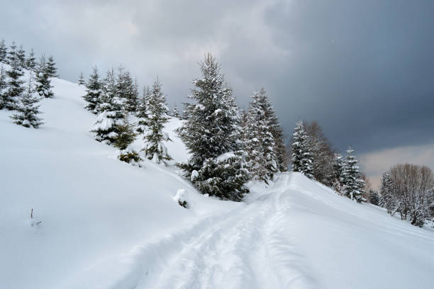 istock Moody landscape with footpath tracks and pine trees covered with fresh fallen snow in winter mountain forest on cold gloomy evening. 1349809510
