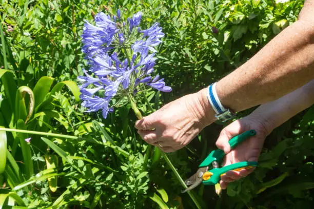 To cut an agapanthus flower with clippers in a garden