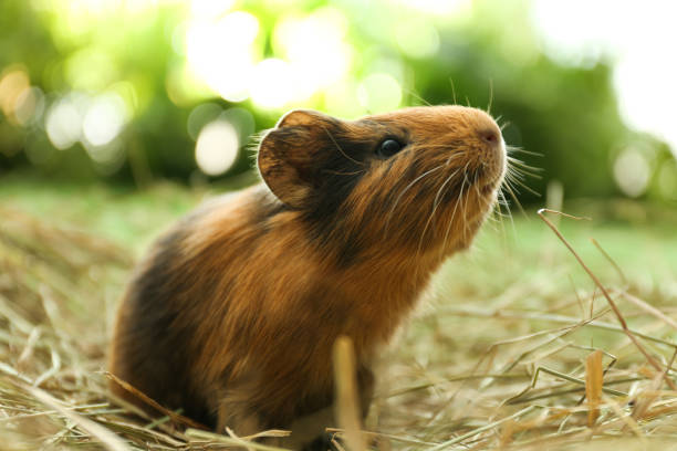 istock Cute funny guinea pig and hay outdoors, closeup 1349809912