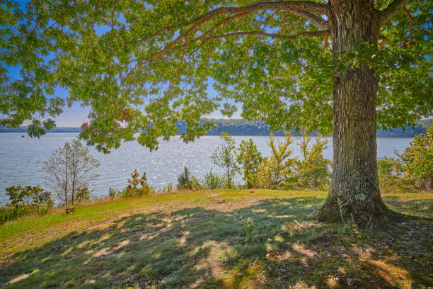 istock View of Kentucky Lake form under a large oak tree. 1349809990