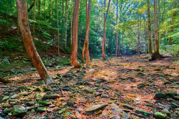 Photo of Sunlit leaves on dry creek bed on the War Fork Creek in Jackson County, KY.