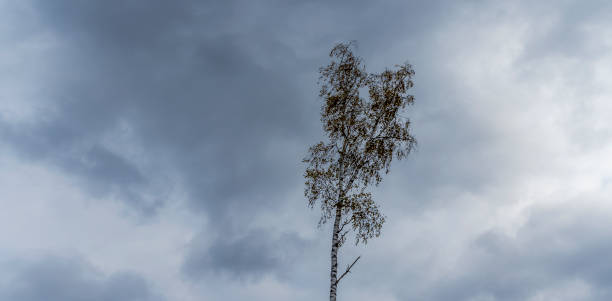 Crown of lonely birch tree against a cloudy sky. Space for text. Image for sad mood.