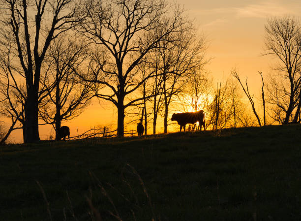 Silhouetted cows with the sun in the background.