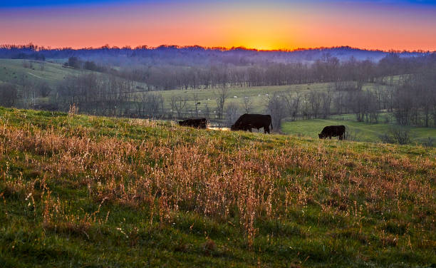 istock Cows grazing at sunset with colorful sky. 1349811120