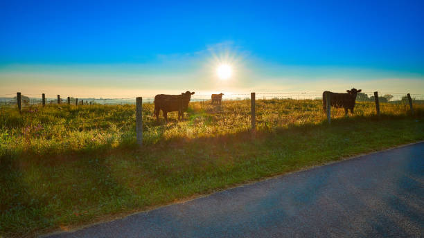 istock Silhouetted cows with the sun in the background. 1349811682