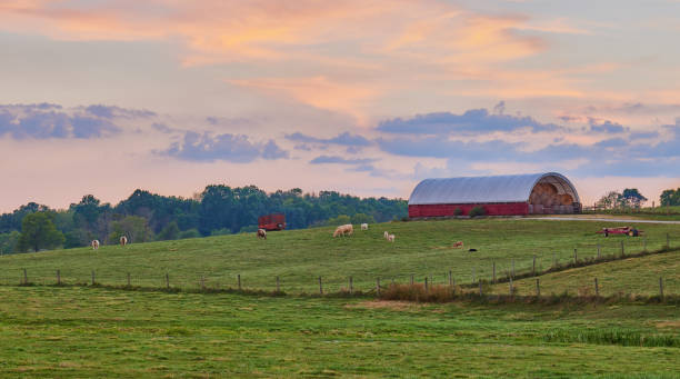istock Cows in a Field at Dusk. 1349811720