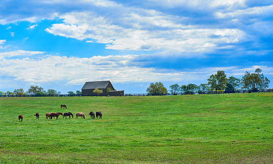 Long panorama banner. Green grass texture background from a meadow with yellow flowers and copy space.