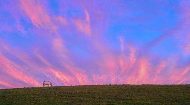 istock Horse grazing with colorful clouds. 1349811725