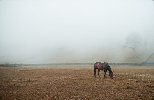 Wild horses living in a big meadow surrounded by mountains in a sunny day with blue sky