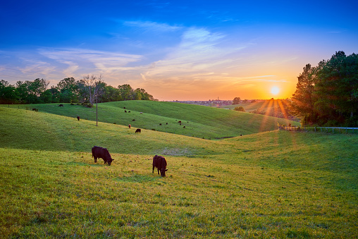 Cows grazing at sunset.