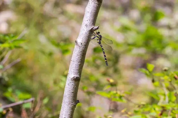 Sombre Goldenring (Cordulegaster bidentata) resting on a tree stem