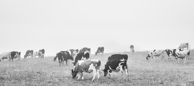 Cows grazing in early morning fog.