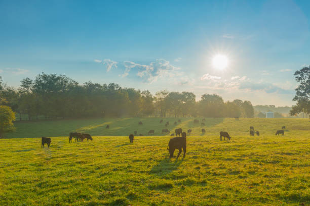 istock Cows grazing in the morning sun. 1349811940