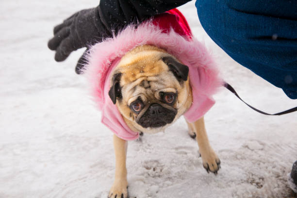 istock Pug in a pink and red coat. 1349811941